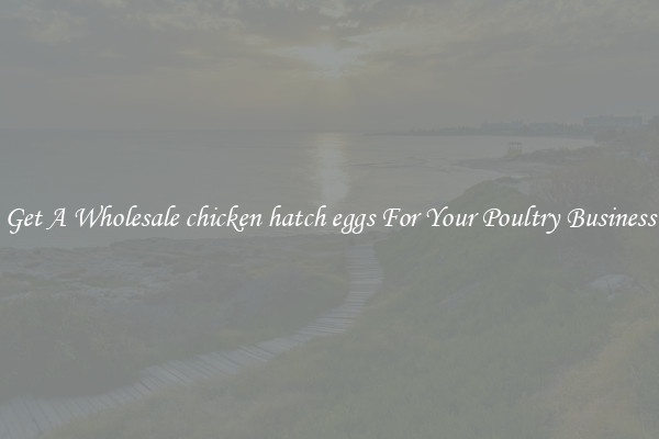 Get A Wholesale chicken hatch eggs For Your Poultry Business
